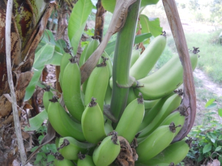 Banane verdi - Green bananas